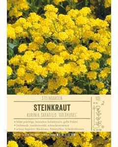 Sortenschild, Aurinia saxatilis 'Goldkugel'