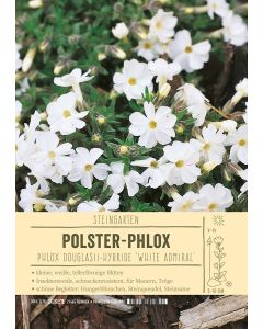 Sortenschild, Phlox Douglasii-Hybride 'White Admiral'