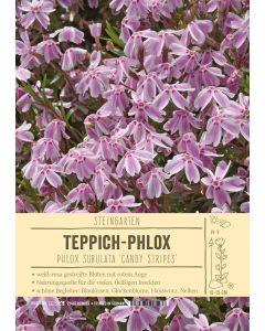Sortenschild, Phlox subulata 'Candy Stripes'