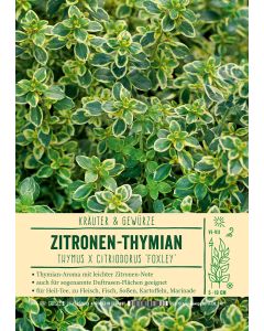 Sortenschild, Thymus x cit. 'Foxley'