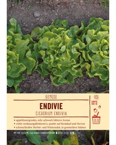 Sortenschild, Cichorium endivia