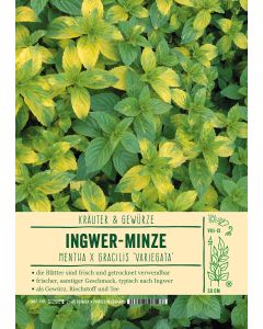Sortenschild, Mentha grac. 'Variegata'