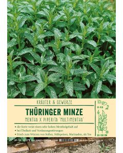 Sortenschild, Mentha pip. 'Multimentha'