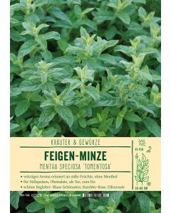 Sortenschild, Mentha spec. 'Tomentosa'