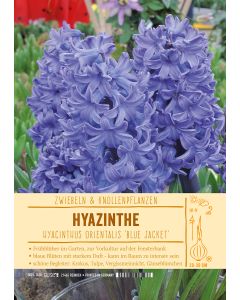 Sortenschild, Hyacinthus or. 'Blue Jacket'