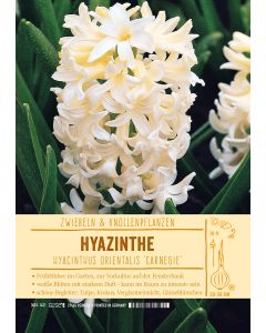 Sortenschild, Hyacinthus or. 'Carnegie'
