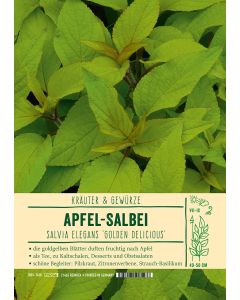 Sortenschild, Salvia eleg. 'Golden Delicious'