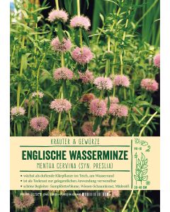 Sortenschild, Mentha cervina