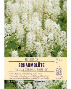 Sortenschild, Tiarella cordifolia 'Moorgrün'