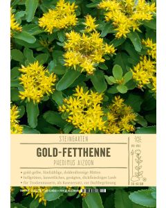 Sortenschild, Sedum aizoon