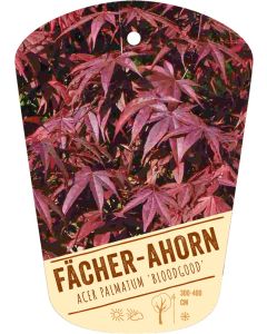 Acer palmatum 'Bloodgood', Bildhängeetikett VS