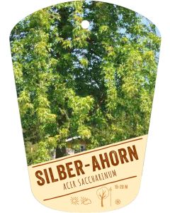 Acer saccharinum, Bildhängeetikett VS