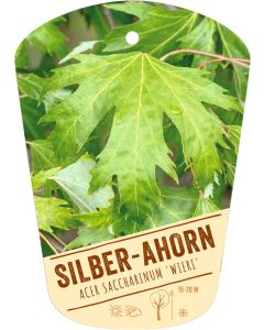 Acer saccharinum 'Wieri', Bildhängeetikett VS