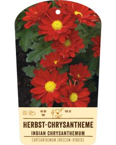 Bildstabetikett Clipios, Chrysanthemum Indicum-Hybr., rot, 50 Stück je Bündel inkl. 27 cm Bambusstäbe