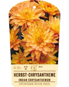 Bildstabetikett Clipios, Chrysanthemum Indicum-Hybr., bronze, 50 Stück je Bündel inkl. 27 cm Bambusstäbe