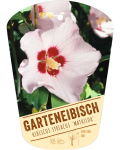 Hibiscus syriacus 'Mathilda', Bildhängeetikett VS