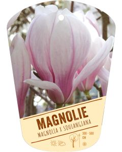 Magnolia x soulangiana, Bildhängeetikett VS