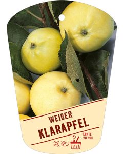 Malus domestica 'Wei&szlig;er Klarapfel', Bildh&auml;ngeetikett VS: