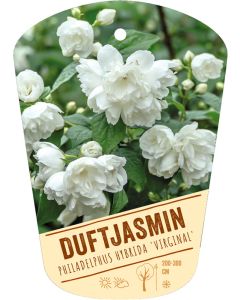 Philadelphus hybrida 'Virginal', Bildhängeetikett VS: