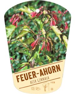 Acer ginnala, Bildhängeetikett VS