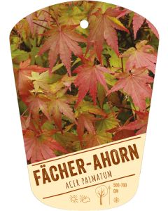 Acer palmatum, Bildhängeetikett VS