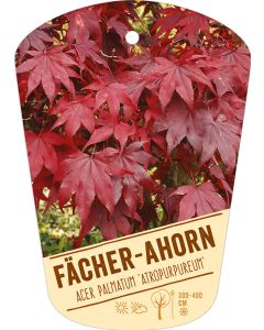 Acer palmatum 'Atropurpureum', Bildhängeetikett VS: