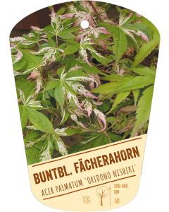 Acer palmatum 'Oridono nishiki', Bildhängeetikett VS