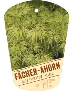Acer palmatum 'Seiryu', Bildhängeetikett VS
