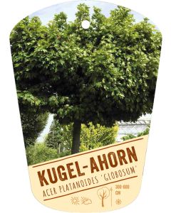 Acer platanoides 'Globosum', Bildhängeetikett VS