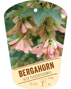 Acer pseudoplatanus, Bildhängeetikett VS
