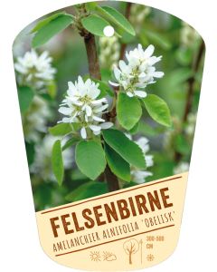 Amelanchier alnifolia 'Obelisk', Bildhängeetikett VS