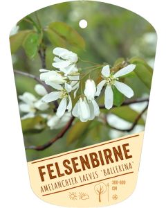 Amelanchier laevis 'Ballerina', Bildhängeetikett VS