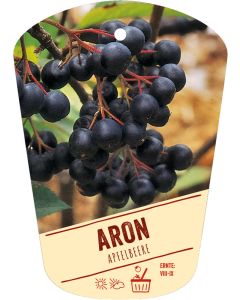 Aronia melanocarpa 'Aron', Bildhängeetikett VS