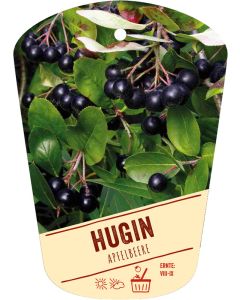 Aronia melanocarpa 'Hugin', Bildhängeetikett VS