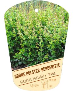 Berberis buxifolia 'Nana', Bildhängeetikett VS