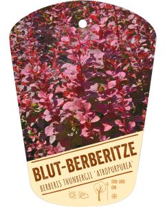 Berberis thunbergii 'Atropurpurea', Bildhängeetikett VS