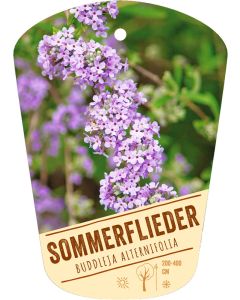 Buddleja alternifolia, Bildhängeetikett VS