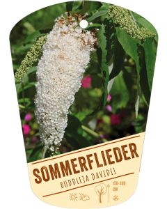 Buddleja davidii, Bildhängeetikett VS