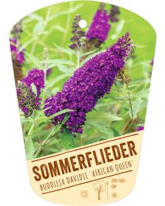 Buddleja davidii 'African Queen', Bildhängeetikett VS