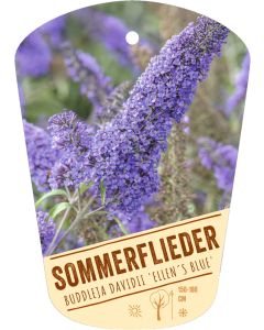 Buddleja davidii 'Ellen´s Blue', Bildhängeetikett VS