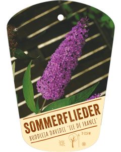 Buddleja davidii 'Ile de France', Bildhängeetikett VS