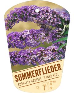 bildhaengeetikett-pittio-buddleja-davidii-nanho-blue-1204-0611-1.jpg