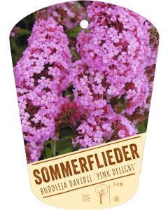 Buddleja davidii 'Pink Delight', Bildhängeetikett VS