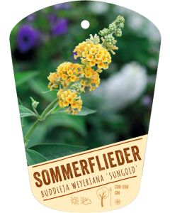 Buddleja weyeriana 'Sungold', Bildhängeetikett VS