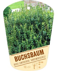 Buxus sempervirens 'Handsworthiensis', Bildhängeetikett VS