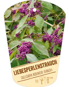 Callicarpa bodinieri giraldii, Bildhängeetikett VS: