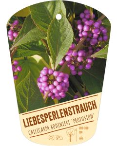 Callicarpa bodinieri 'Profusion', Bildhängeetikett VS