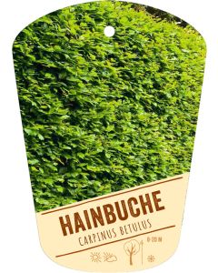 Carpinus betulus, Bildhängeetikett VS