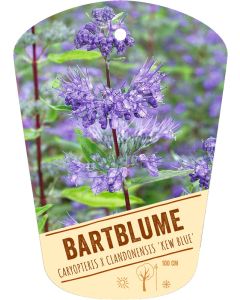 Caryopteris x clandonensis 'Kew Blue', Bildhängeetikett VS: