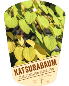 Cercidiphyllum japonicum, Bildhängeetikett VS